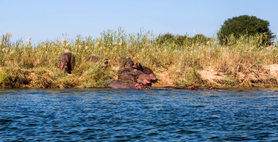Zambezi, Zambia
