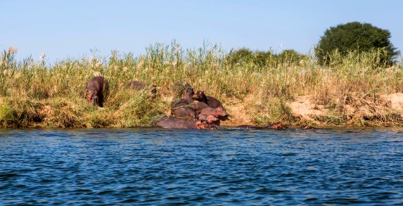 Zambezi, Zambia photo