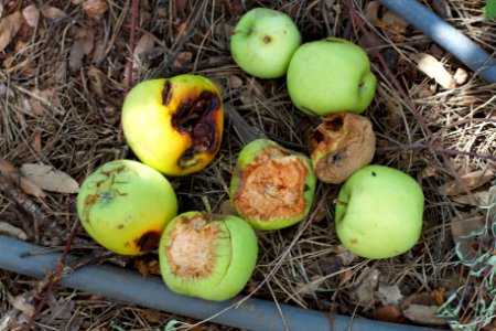 Fallen Apples