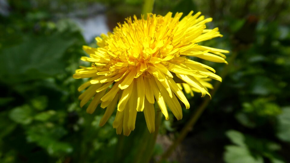 Blossom bloom pointed flower