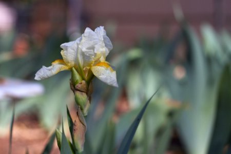 2018/365/119 Adele's Iris