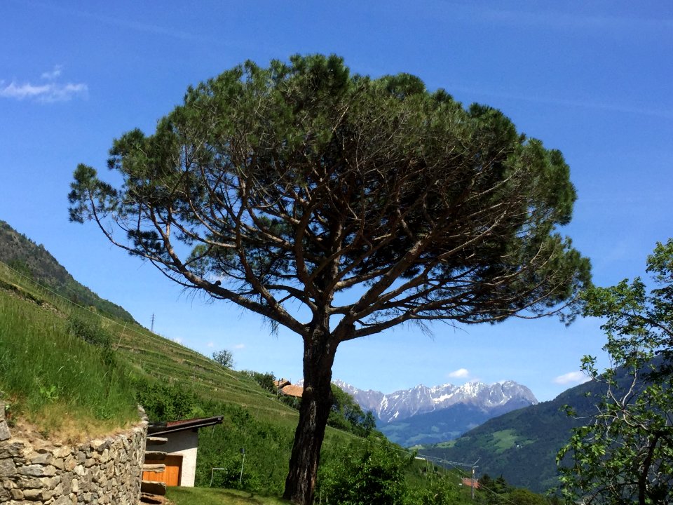 Baum am Schloss Kastelbell