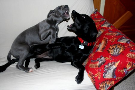 Dogs at Play