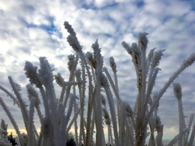 Bunches Under the Sky photo