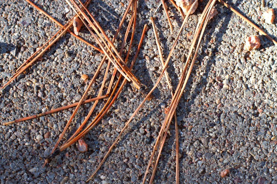Pickup Pine Sticks