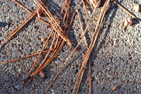 Pickup Pine Sticks
