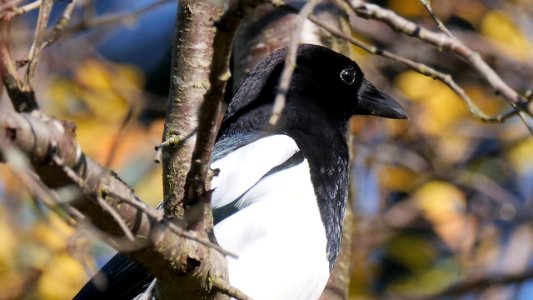 Elster Portrait