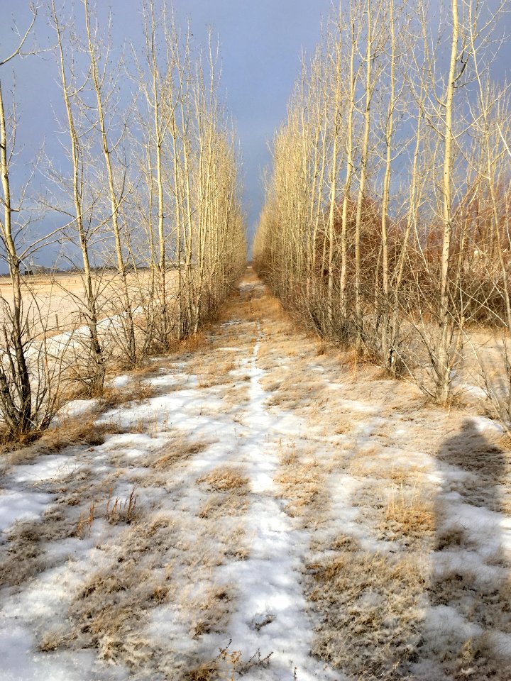 In The Organized Forest