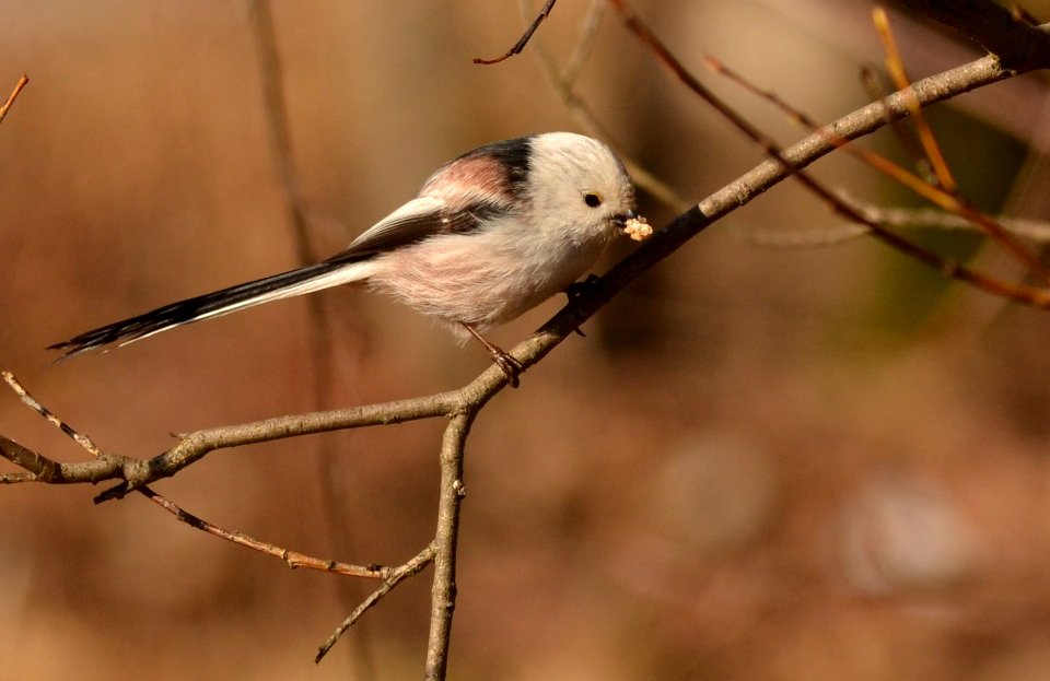 Aegithalos caudatus