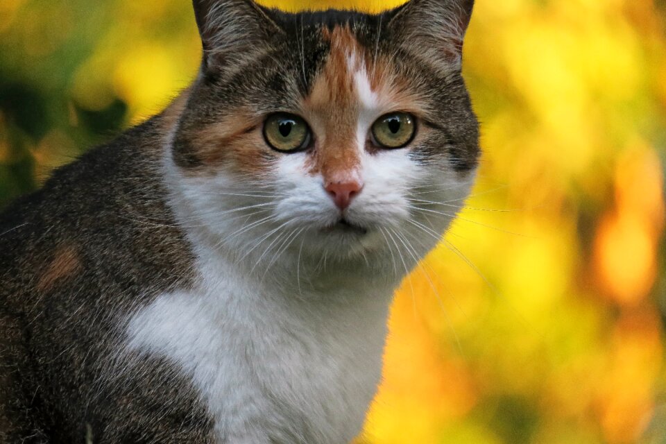 Cat lucky cat three coloured