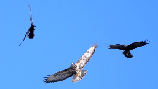 Krähe vs. Mäusebussard1 photo