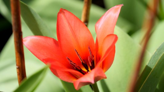 Rotgelbe Tulpe