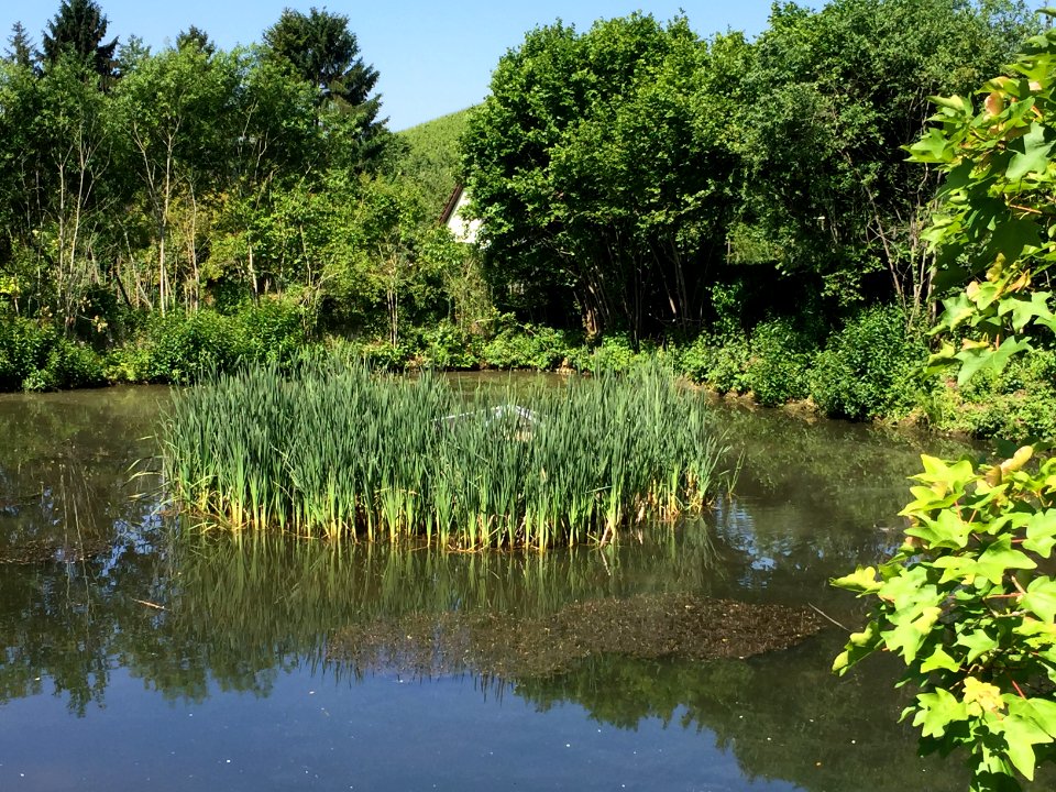 Biotop Untertürkheim-Luginsland