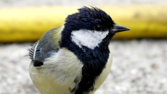 Bad Hair Day bei den Kohlmeisen