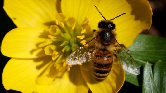 Biene auf gelber Blüte 1