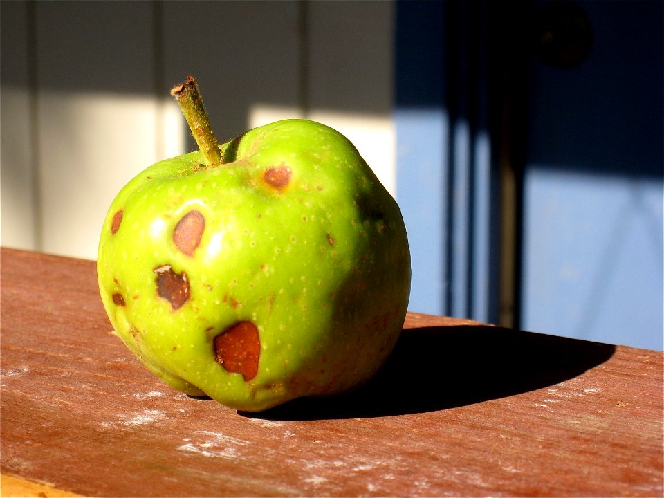 Bad Day for an Apple