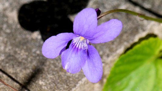 Viola reichenbachiana (Waldveilchen) Blüte
