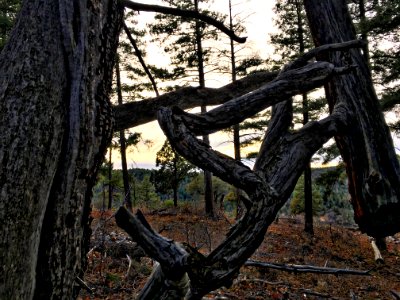 Forest Yoga
