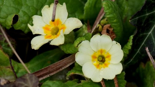 Blüten im Februar