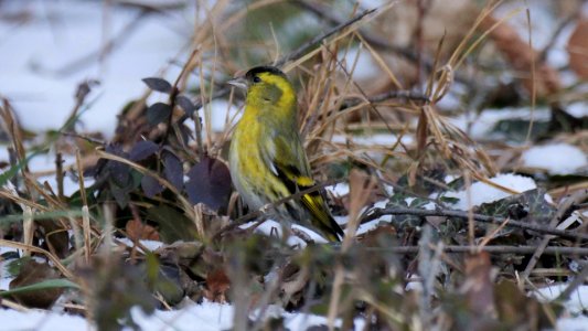 Schwänzchen in den Schnee - Köpfchen in die Höh'