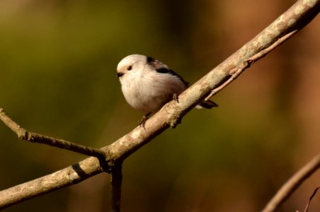 Aegithalos caudatus