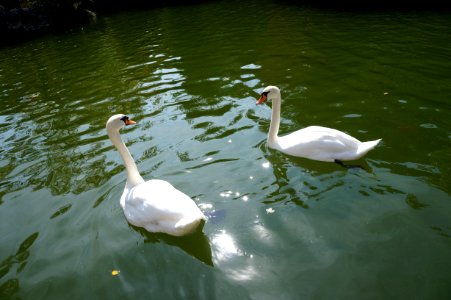 Pareja de cisnes
