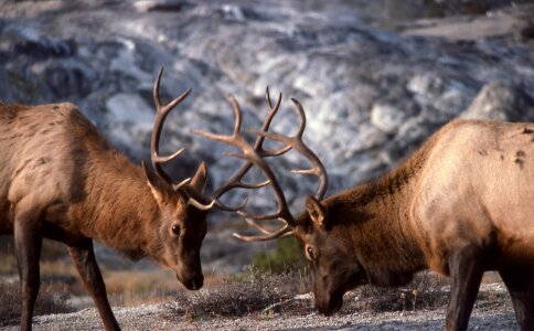 Nature outdoors wilderness photo