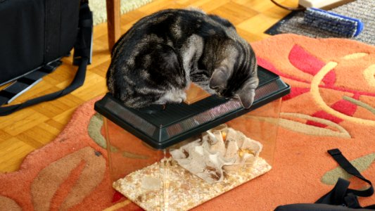 Katzenkino für Smoky