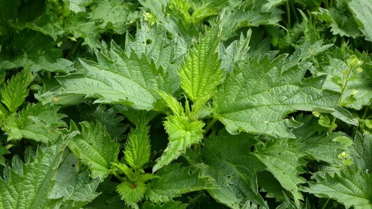 Ppflanze garden nettle nettle family