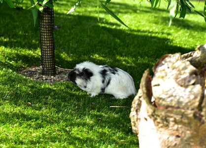 Caviidae rodent animal photo