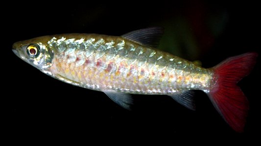 Salmler