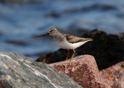 Xenus cinereus