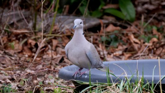 Taube mit Migrationshintergrund  (Streptopelia decaocto) 3