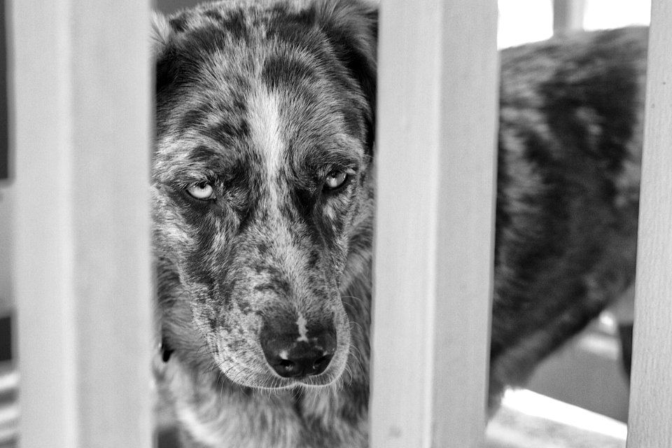 2016/366/149 Behind Bars