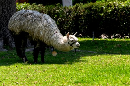 0014Perù 12 marzo 2019-49