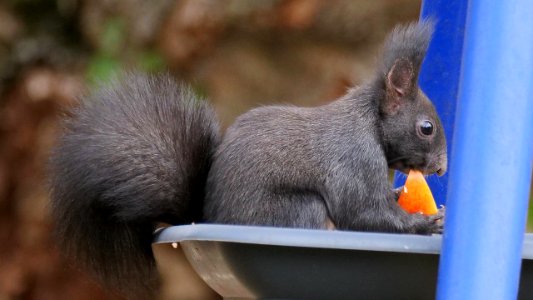 Apfel, Nuss und Mandelkern mögen alle Hörnchen gern