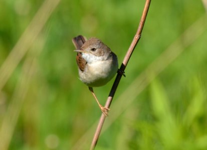 Sylvia communis