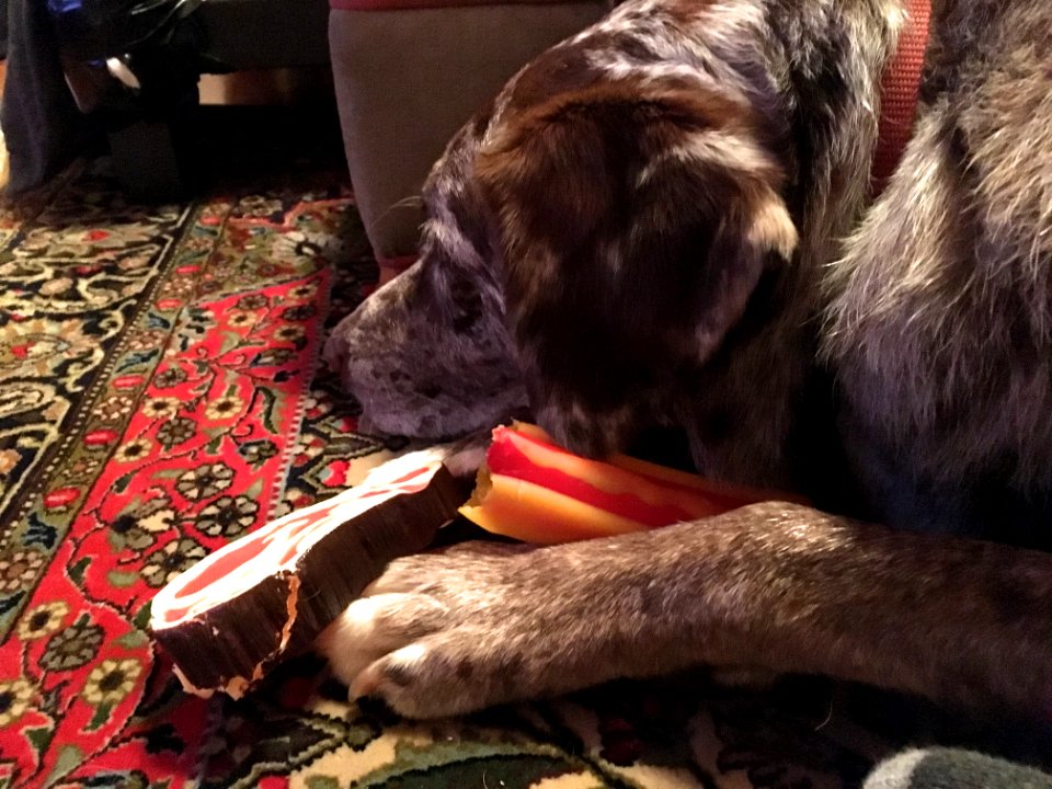 Felix Relaxing With Howard's Dog's Toys