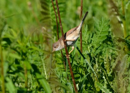 Sylvia communis
