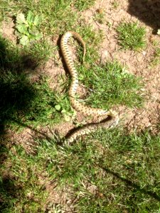 Dead Grass Snake photo