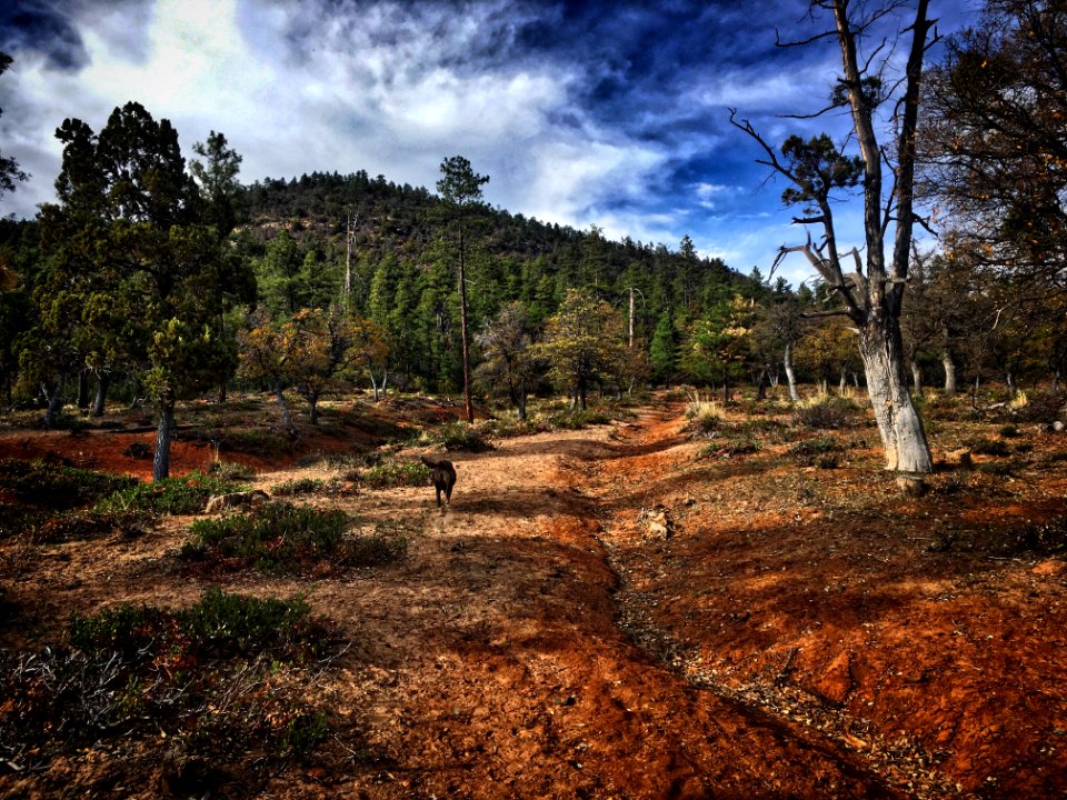Run to the Mountain!