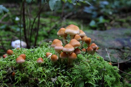 Moss forest autumn