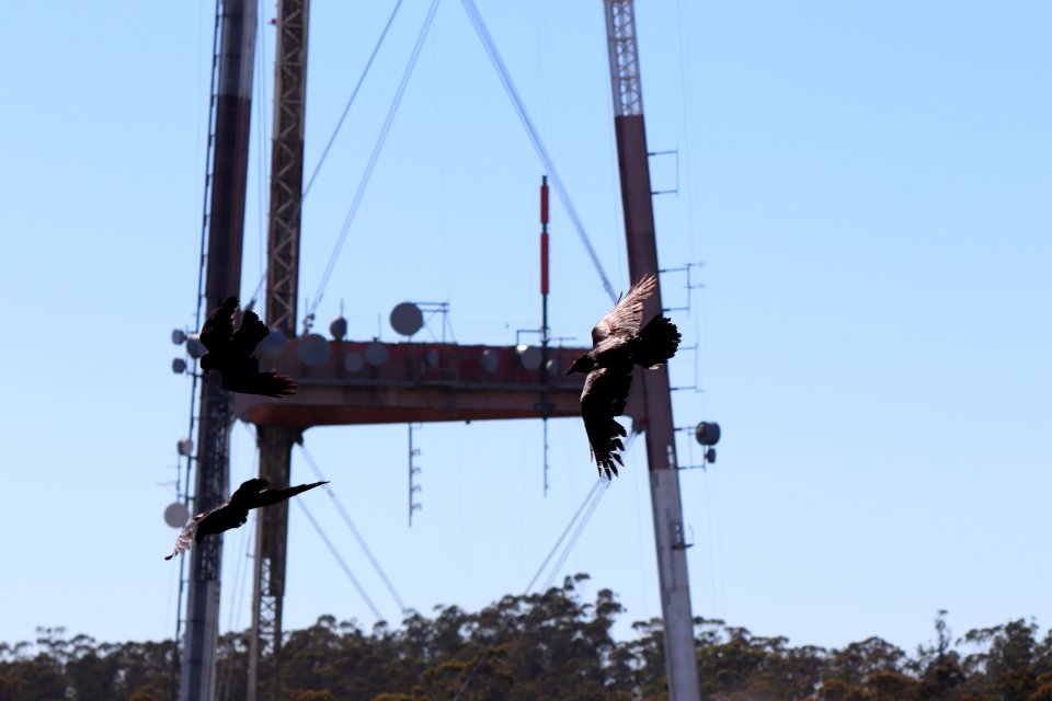 Crows at Twin Peaks