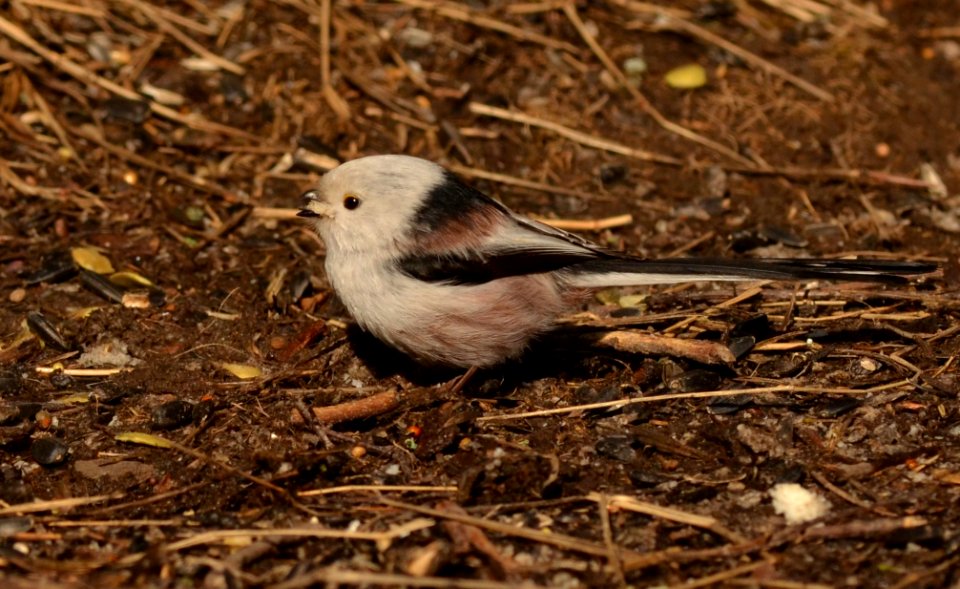 Aegithalos caudatus