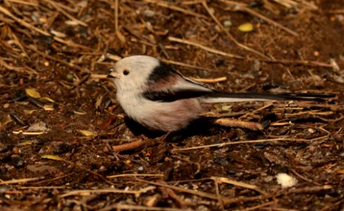 Aegithalos caudatus