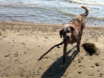 Here's That Stick You Lost photo