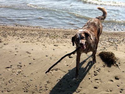 Here's That Stick You Lost
