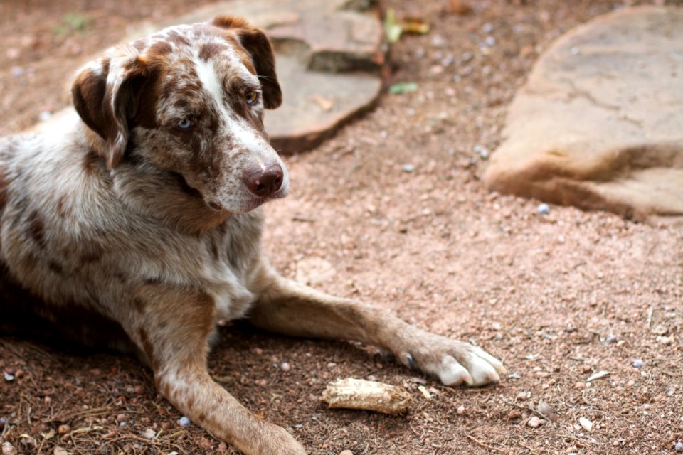 The Dog Philosopher