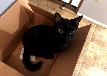 2021/365/8 One Box o' Cat!