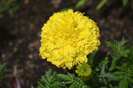 Rose of india nature yellow